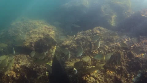 Schools of fish finding natural habitat among rocks and algae, creating a serene Stock Footage 342994770