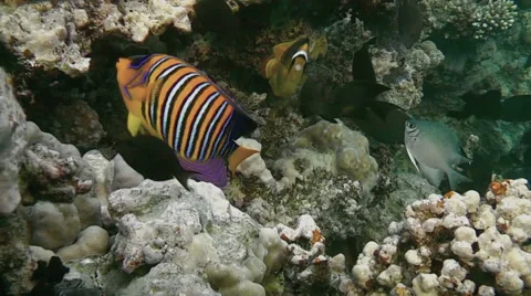 Schools of Fish Vídeos de archivo 61338736