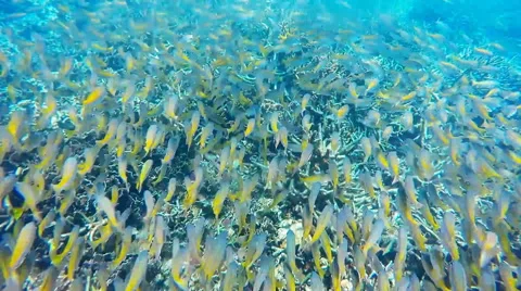 Schools of Fish Vídeos de archivo 61338742