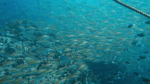 Schools of fish Stock Footage 239159554