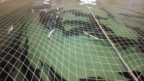 Schools of fish gracefully swimming beneath a net in a spacious tank located wit Video stock 346250182