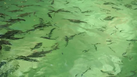 Schools of fish moving underwater Stock Footage 291631497