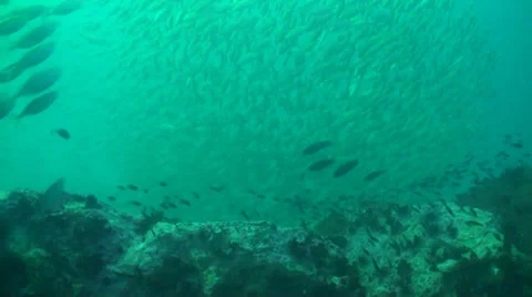 Schools of fish over pinnacle Stock Footage 33105976