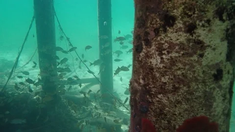 Schools of fish under dock in Caribbean Video stock 220857065
