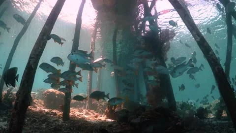 Schools of fish underneath a wooden jetty Stock Footage 130241653