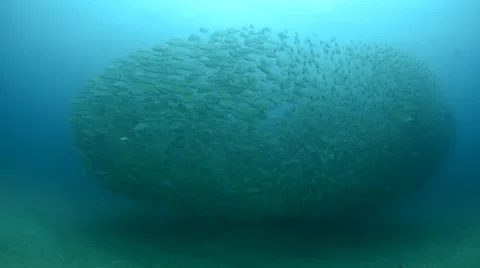 Schools of grunts and snapper Stock Footage 33850244