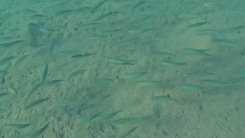 Schools Out! Huge School of Fish Underwater Marine Life Vídeo Stock 303054873
