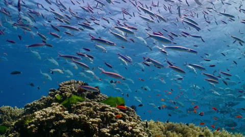 Schools of Pompano, Snapper &amp; Blue Streak Fusiliers Stock-Footage 255092193