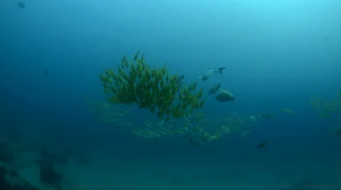 Schools of porkfish Stock Footage 33849755