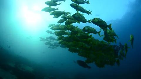 Schools of porkfish Stock Footage 33871090