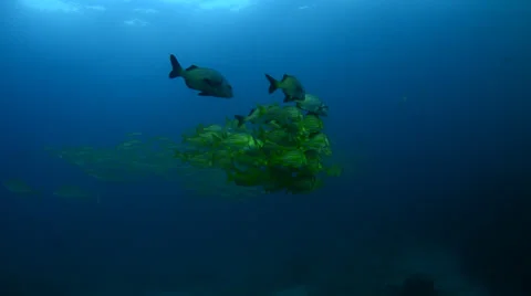 Schools of porkfish Stock Footage 33871169