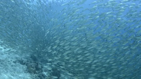 Schools of SCADS Stock Footage 122315487