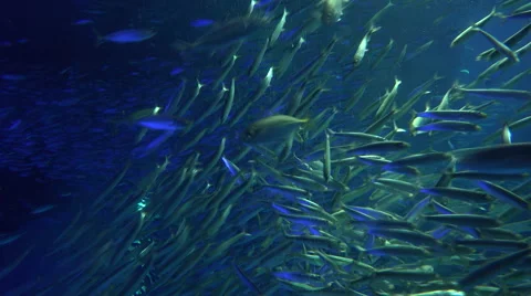Schools of silver fish swims in formation in slow motion in large tank Stock Footage 47166752