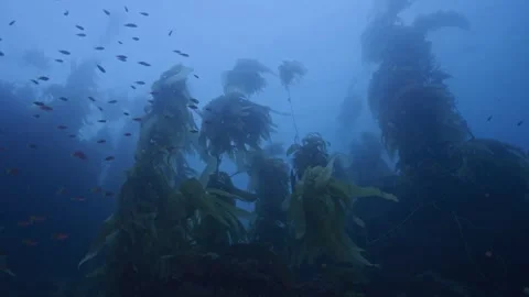 Schools of small fry pass through upper kelp canopy Stock Footage 344433050