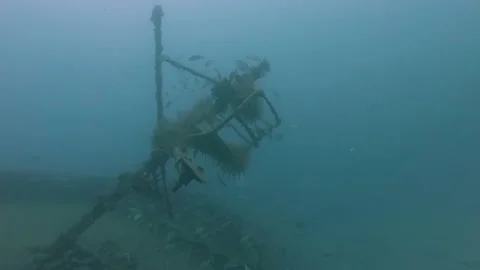 A schools of snapper swimming around bow of sunken ship wreck Stock Footage 155401483