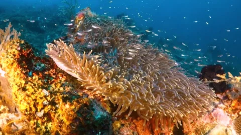 Schools of tiny fish swimming around an anemone in the reef Stock Footage 130241700
