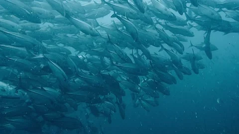 Schools of trevally Stock Footage 239160915