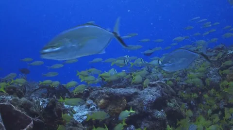 Schools of tropical fish Видео 7769494