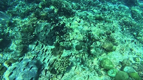 Schools of tropical fish Stock Footage 331147652