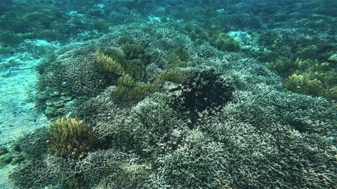 Schools of tropical fish Stock Footage 331151595
