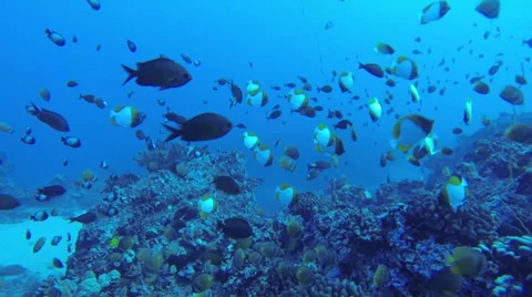 Schools of Tropical Reef Fish Stock Footage 50382931