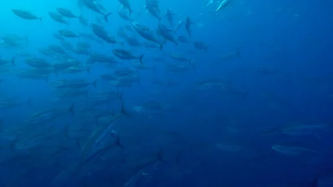 Schools of tunas swimming in sea | Stock Video | Pond5