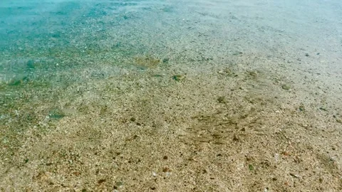 Schools of very small fish float in transparent clean water. Emirates. Stock Footage 267224564
