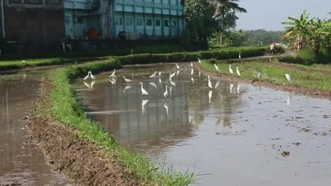 Schools of white egrets foraging in puddles of rice fields Stock Footage 276928466
