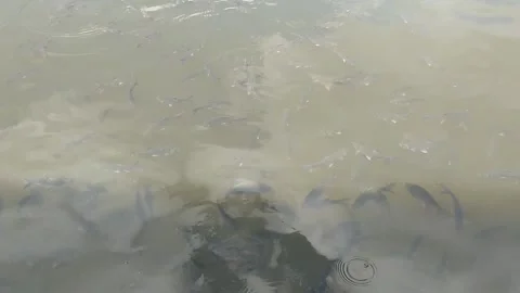 Schools of wild fish waiting to be fed. Video stock 184117560