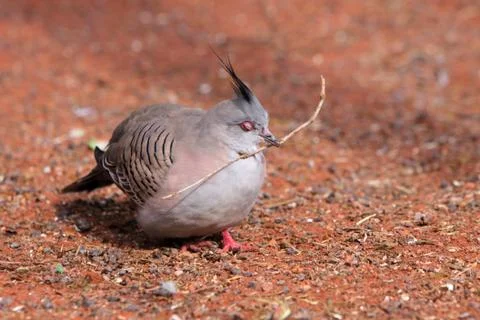 Schopftaube Stock Photos