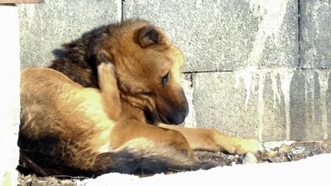 Schratching german shepherd . Stock Footage 85546177