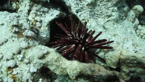 Schuba Dive Sea Hedgehog Stock Footage 170778761