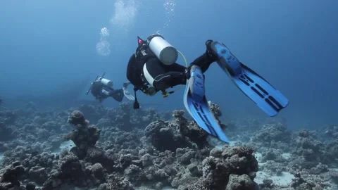Schuba Diver Stock Footage 170779558