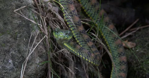 SCHULTZEI´S PITVIPER 1 Stock Footage 256251737