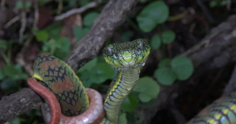 SCHULTZEI´S PITVIPER 2 Stock Footage 256252201