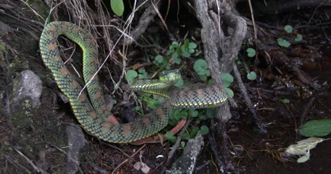 SCHULTZEI´S PITVIPER 3 Stock Footage 256340798