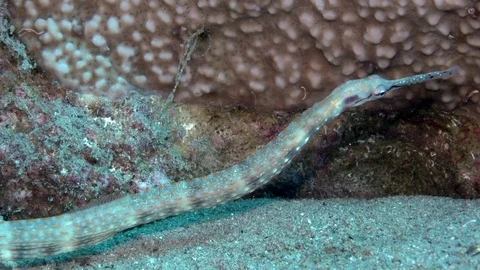 Schultz's pipefish, Corythoichthys schultzi, is a pipefish Video stock 98271399