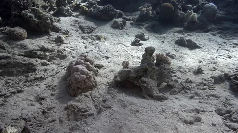 Schultz's pipefish, Corythoichthys schultzi, is a pipefish Video stock 98495023