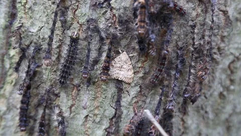 Schwammspinner - gypsy moth 스톡 동영상 112175141