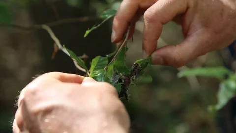 Schwammspinner - gypsy moth 스톡 동영상 112175176