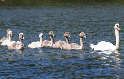 Schwan mit Küken 2 Schwan mit Küken 2 Copyright: xZoonar.com/Karl-HeinzxSc. Fotos de archivo