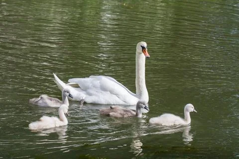 Schwan mit Küken 8 Schwan mit Küken 8 Copyright: xZoonar.com/Karl-HeinzxSc. Foto stock