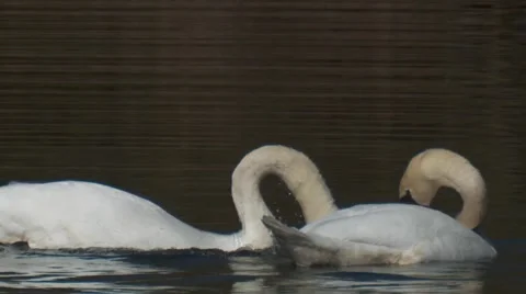 Schwan15slomoh264 Stock Footage 2256891