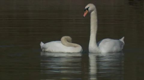 Schwan19h264 Stock Footage 2254596