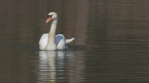 Schwan25h264 Stock Footage 2243332