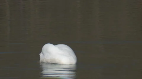 Schwan27h264 Stock Footage 2240953