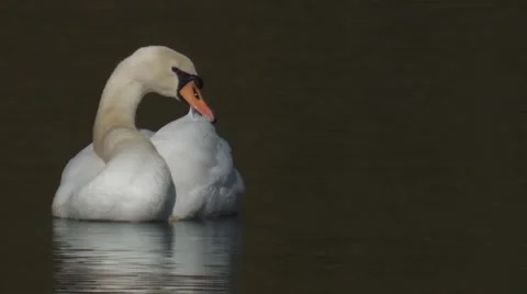 Schwan6slomoh264 Stock Footage 2238645