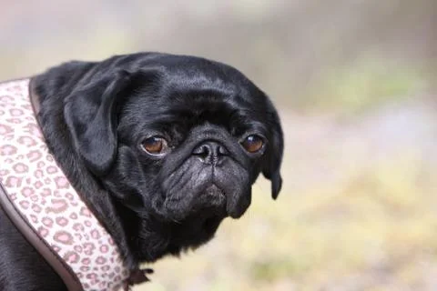 Schwarzer Mops Foto stock