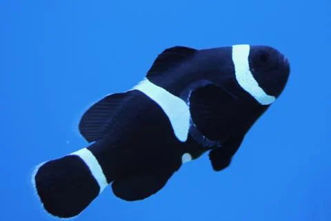 Schwarzer Orangeringel-Clownfisch   ocellaris clownfish   (Amphiprion ocell.. Stock Photos