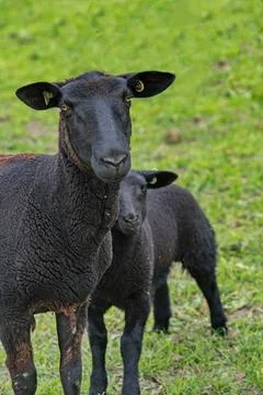 Schwarzes Mutterschaft mit Lamm Schafsherde gesehen in Hulshorst / Niederl... Stock Photos